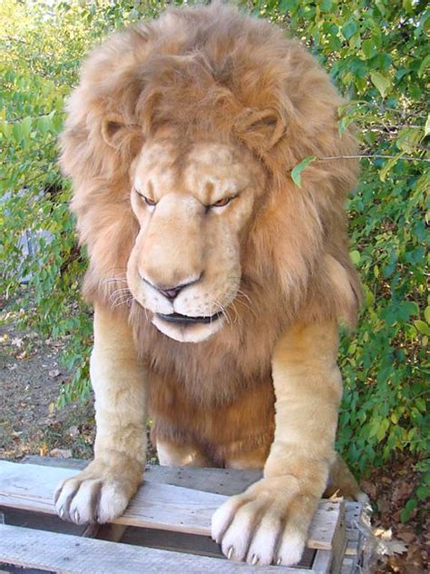 adult lion costume|realistic lion costume.